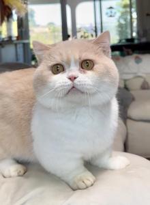 Cheese - Munchkin Cat For Sale - San Diego&comma; CA&comma; US