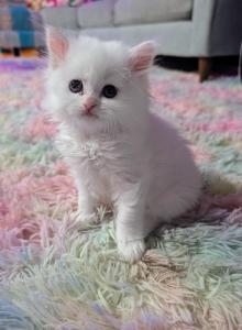 Pixel - Persian Kitten For Adoption - Omaha&comma; NE&comma; US