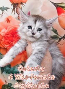 Celeste The Heavenly Litter - Maine Coon Kitten For Sale - Kingman&comma; AZ&comma; US