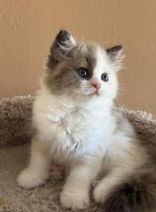 Mila - Ragdoll Kitten For Sale - Marco Island&comma; FL&comma; US