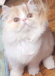 Baby Boy - Persian Kitten For Sale - Dyer&comma; TN&comma; US