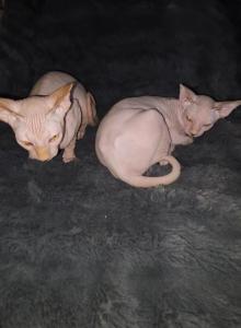 Libra boys - Sphynx Kitten For Sale - Centerville&comma; OH&comma; US