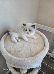 Oliver - Ragdoll Kitten For Sale - FL&comma; US