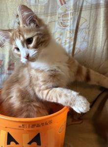 Cheeto - Norwegian Forest Kitten For Sale - Arpin&comma; WI&comma; US
