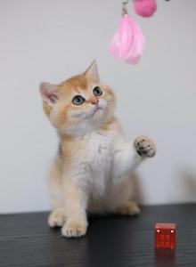 Lina - British Shorthair Kitten For Sale - Saint Cloud&comma; FL&comma; US