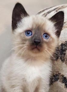 Siamese kitten - Siamese Kitten For Sale - Enfield&comma; CT&comma; US