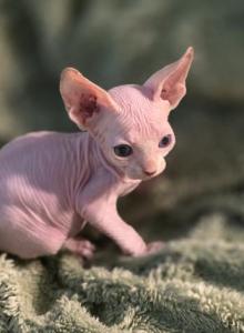 Little Foot - Sphynx Kitten For Sale - Modesto, CA, US Little Foot - Sphynx Kitten For Sale - Modesto, CA, US