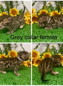 Grey collar female - Bengal Kitten For Sale - Mattawan, MI, US Grey collar female - Bengal Kitten For Sale - Mattawan, MI, US