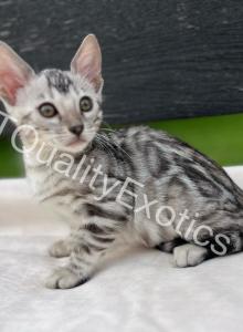 Sirah and Asland Bengal kittens - Bengal Kitten For Sale - Fenton, MI, US Sirah and Asland Bengal kittens - Bengal Kitten For Sale - Fenton, MI, US