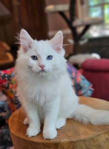Red bicolor - Ragdoll Kitten For Sale - Farmville, VA, US Red bicolor - Ragdoll Kitten For Sale - Farmville, VA, US