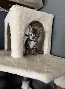Blue collar - Bengal Kitten For Sale - Litchfield, IL, US Blue collar - Bengal Kitten For Sale - Litchfield, IL, US