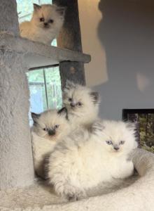 Himalayan - Himalayan Kitten For Sale - Cleveland, TN, US Himalayan - Himalayan Kitten For Sale - Cleveland, TN, US