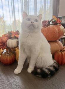 Goldie - Scottish Straight Kitten For Sale - Denver, CO, US Goldie - Scottish Straight Kitten For Sale - Denver, CO, US