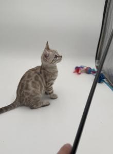 Trixie - Bengal Kitten For Sale - ME, US Trixie - Bengal Kitten For Sale - ME, US