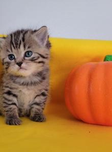 Scottish straight kittens - Scottish Straight Kitten For Sale - Edgewood, WA, US Scottish straight kittens - Scottish Straight Kitten For Sale - Edgewood, WA, US