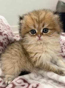 Emily - Scottish Straight Kitten For Sale - Longview, TX, US Emily - Scottish Straight Kitten For Sale - Longview, TX, US