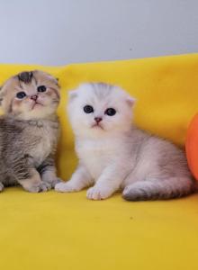 Scottish straight and fold kittens - Scottish Fold Kitten For Sale - Edgewood&comma; WA&comma; US
