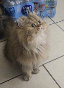 Leo - Persian Kitten For Adoption - Friendswood&comma; TX&comma; US