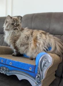 Bella - Persian Cat For Sale - Sacramento, CA, US Bella - Persian Cat For Sale - Sacramento, CA, US