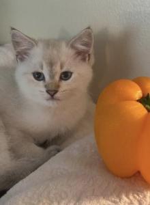 Simona's litter - Scottish Fold Kitten For Sale - Eden Prairie&comma; MN&comma; US
