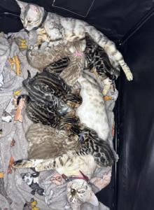 Storm and Chip litter - Bengal Kitten For Sale - Tallahassee&comma; FL&comma; US