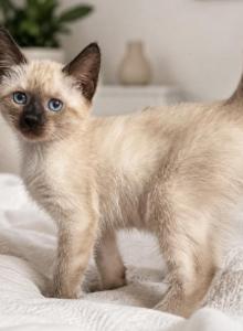 Kitten 1 - Siamese Kitten For Sale - Ridgewood&comma; NY&comma; US