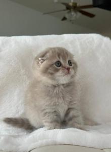 Creamer Scottish Fold male - Scottish Fold Kitten For Sale - Celebration, FL, US Creamer Scottish Fold male - Scottish Fold Kitten For Sale - Celebration, FL, US