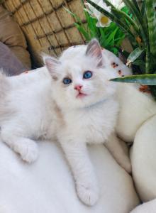 Ragdoll kitten - Ragdoll Kitten For Sale - Encino&comma; CA&comma; US