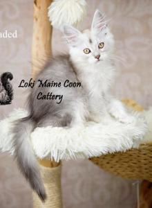 Zues - Maine Coon Kitten For Sale - Mechanicsburg&comma; PA&comma; US