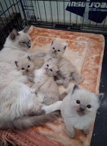 Ragdoll Kittens - Ragdoll Kitten For Sale - Delano&comma; CA&comma; US