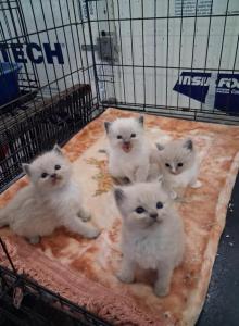 Ragdoll Kittens - Ragdoll Kitten For Sale - Delano&comma; CA&comma; US