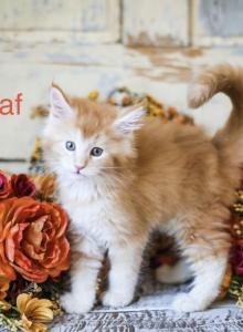 The Frozen Litter - Maine Coon Kitten For Sale - Placerville, CA, US The Frozen Litter - Maine Coon Kitten For Sale - Placerville, CA, US