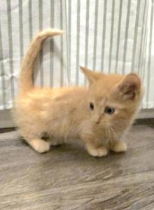 Frodo - Bambino Kitten For Sale - North Canton&comma; OH&comma; US