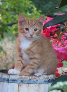 Jacoby - Domestic Kitten For Sale - Myerstown&comma; PA&comma; US