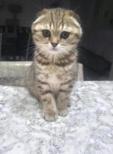 Molly - Scottish Fold Kitten For Sale - Naperville&comma; IL&comma; US