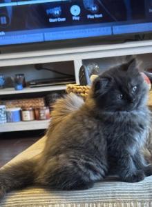 Black Male Perdoll - Persian Kitten For Sale - McKinney&comma; TX&comma; US