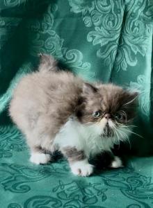 Chocolate and White Donte - Persian Kitten For Sale - Delta&comma; PA&comma; US