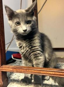 Blue - Nebelung Kitten For Adoption - Puyallup&comma; WA&comma; US