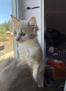 Honey - Maine Coon Cat For Sale - Puyallup&comma; WA&comma; US