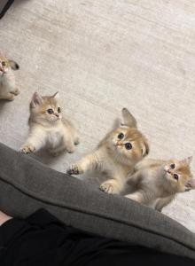 Scottish folds - Scottish Fold Kitten For Sale - Whitesboro&comma; NY&comma; US