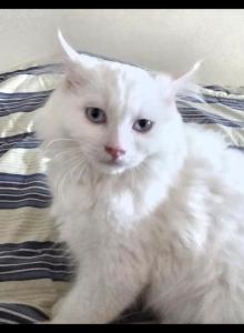 Ragdoll Kittens - Ragdoll Kitten For Adoption - Wilder&comma; ID&comma; US