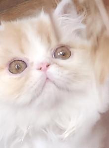 Baby Boy - Persian Kitten For Sale - Dyer&comma; TN&comma; US
