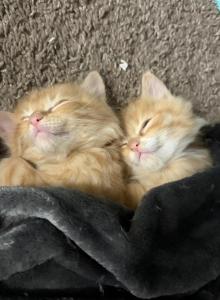 Pumpkins twins - British Shorthair Kitten For Adoption - Anaheim&comma; CA&comma; US