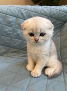 Leo - Scottish Fold Kitten For Sale - Inman&comma; SC&comma; US