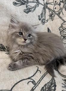 Felix - Ragdoll Kitten For Sale - Ozark&comma; MO&comma; US
