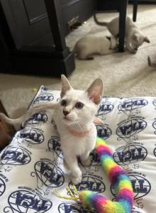 Bay - Siamese Kitten For Adoption - Forest Hill&comma; MD&comma; US