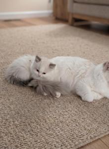 Momo & Mochi - Ragdoll Kitten For Adoption - Roslyn&comma; NY&comma; US