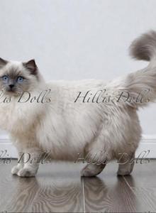 The Sea of Traditional BluePoints - Ragdoll Kitten For Sale - Millersport, OH, US The Sea of Traditional BluePoints - Ragdoll Kitten For Sale - Millersport, OH, US