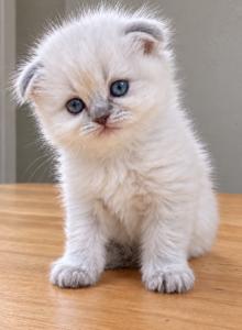 Princess white and blue - Scottish Fold Kitten For Sale - Fairview&comma; NJ&comma; US