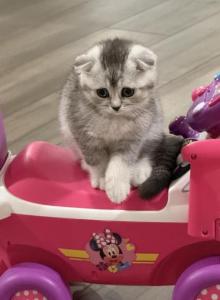 Rocky - Scottish Fold Kitten For Sale - Apollo Beach&comma; FL&comma; US